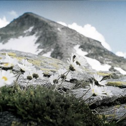 harmonika-akkordeon-alpengold-8-neu