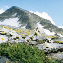 harmonika-akkordeon-alpengold-9